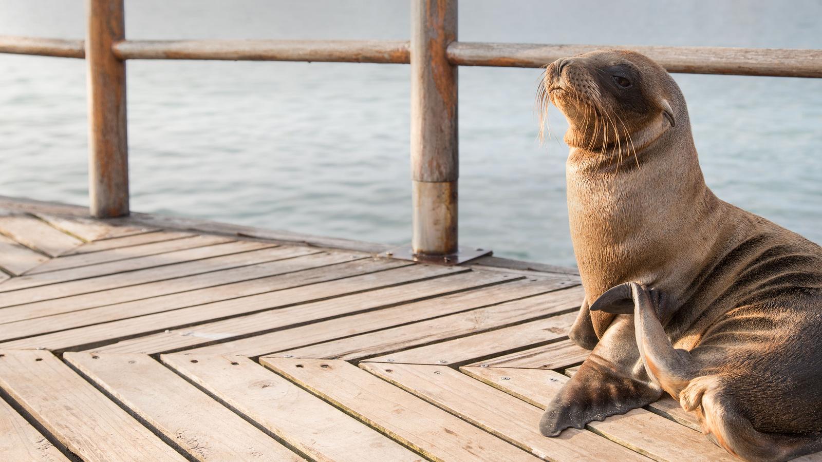 A sea-lion pup on the peer in the Galapagos