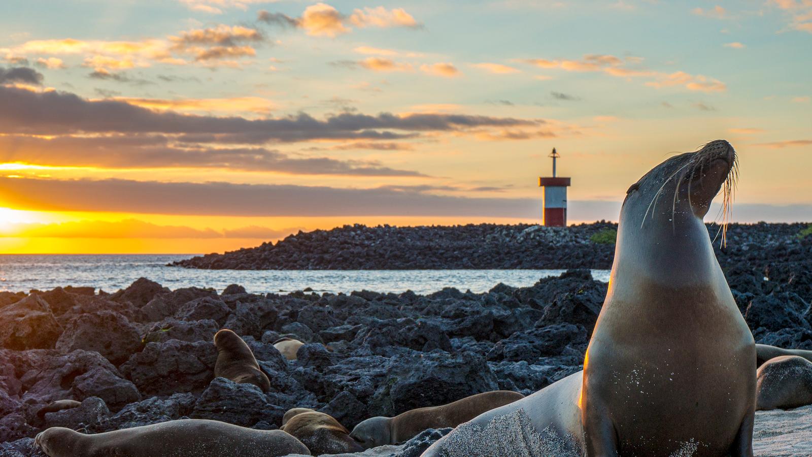 Galápagos – Central and East Islands aboard the Reina Silvia Voyager (Cruise Only)
