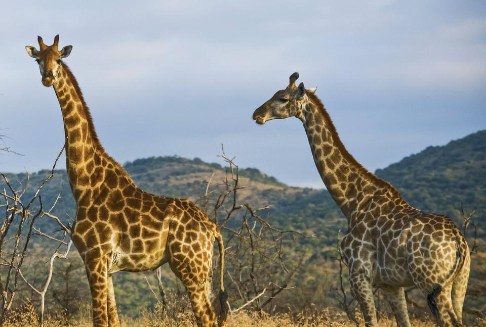 Kenya's Ethical Safari Travel Guide | G Adventures