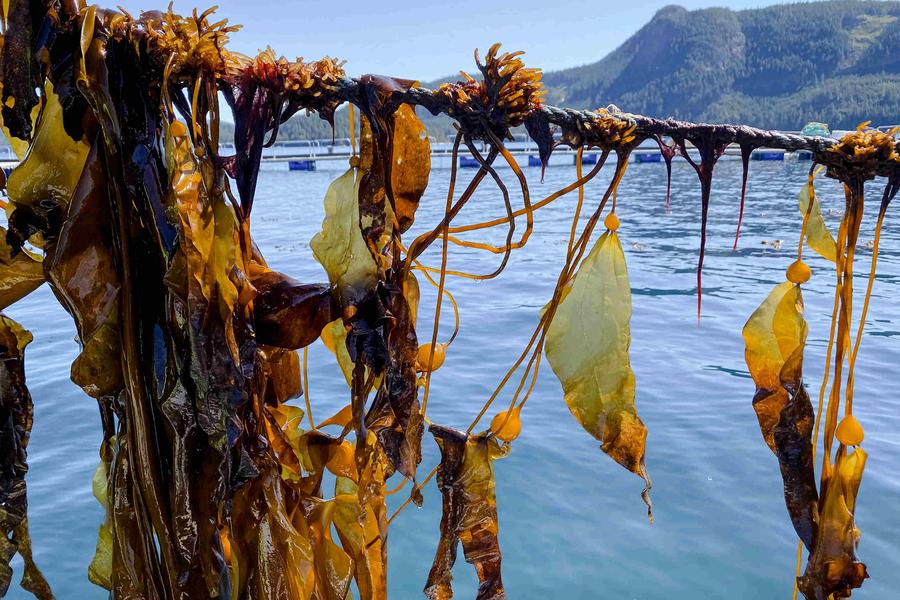 Veritree and Trees for Days are restoring British Columbia's kelp forests to boost biodiversity and support Indigenous communities