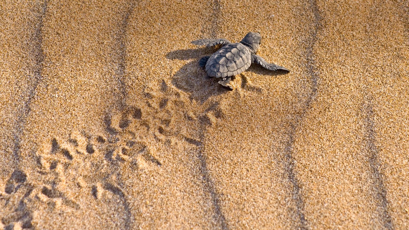 Turtle hatchling heading toward the water