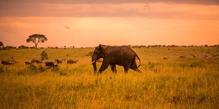 Serengeti Safari & Zanzibar tourhub | G Adventures | Serengeti Safari & Zanzibar
