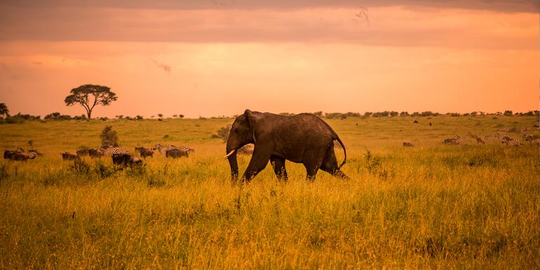 Serengeti Safari & Zanzibar