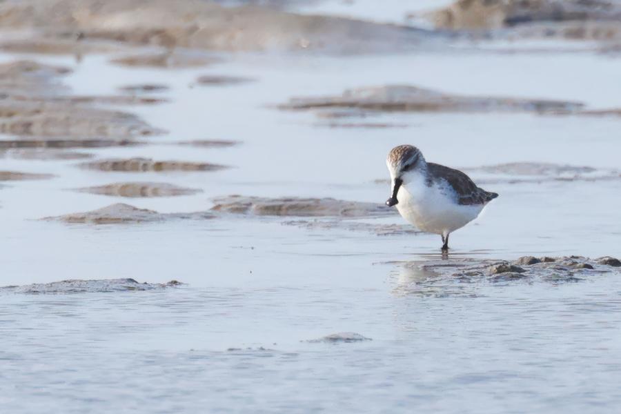 Here's how one expert is helping save migratory shorebirds in the Yellow Sea
