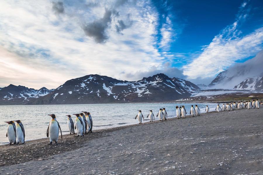 Meet the Falkland Islands: a wild South Atlantic haven where penguins, seals, albatrosses and whales seriously outnumber people