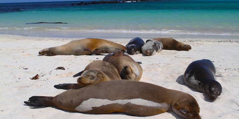 Galápagos — West & Central Islands aboard the Eden