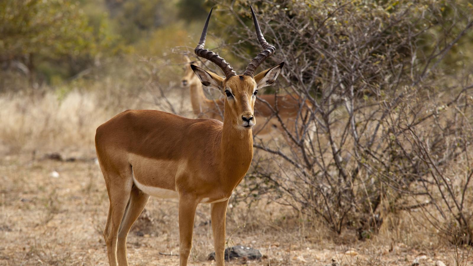 Victoria Falls to South Africa Overland Safari & Participation Camping