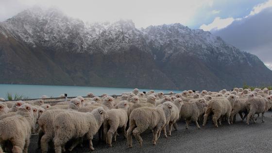 Breaking Baaaad New Zealand S Love Affair With Sheep G Adventures