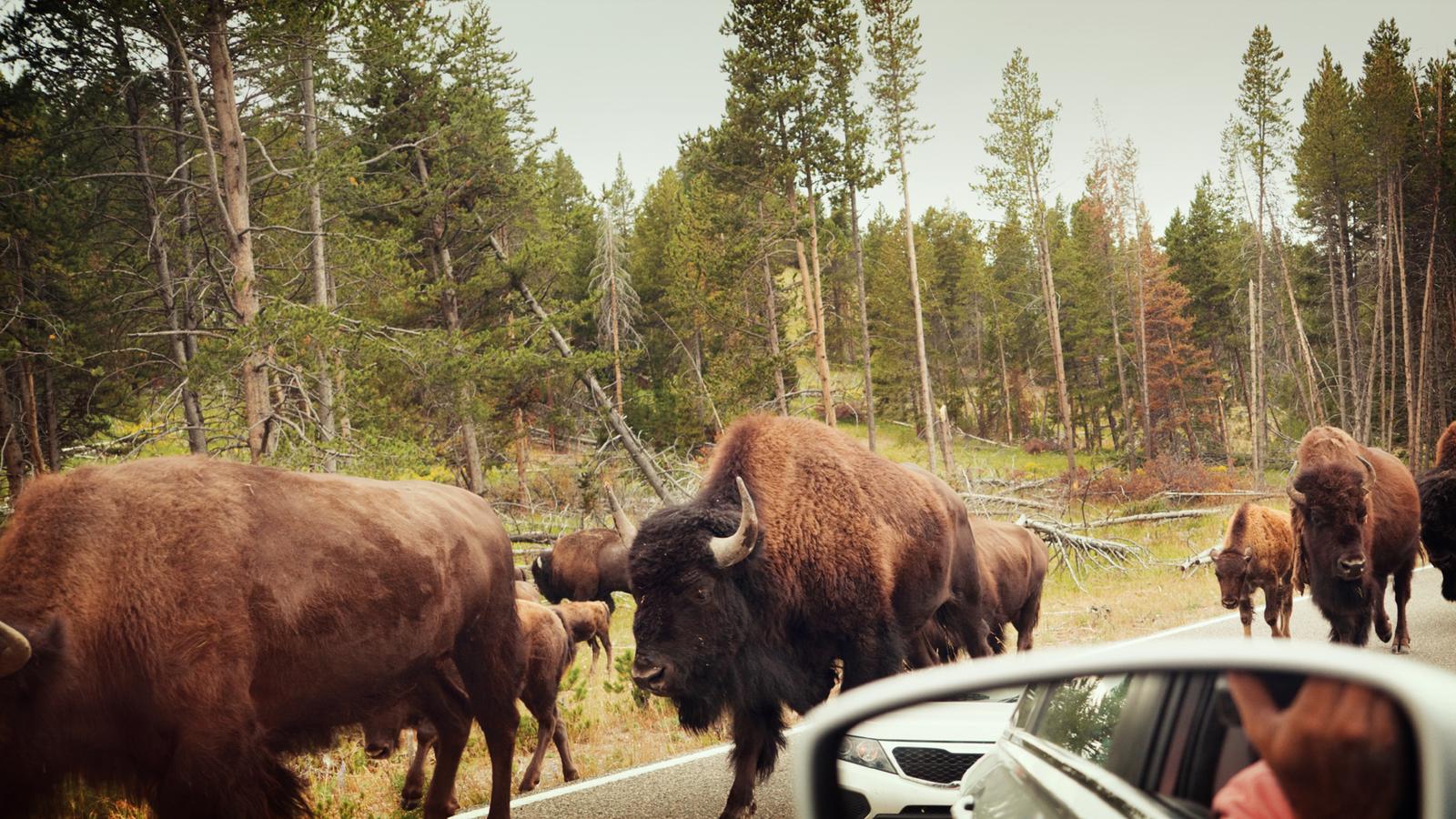 A group of bison walk on the side of the road in Yellowstone NP Wyoming, United States