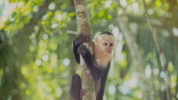 Jump on an ATV and join us in Costa Rica!