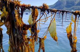 Veritree and Trees for Days are restoring British Columbia's kelp forests to boost biodiversity and support Indigenous communities