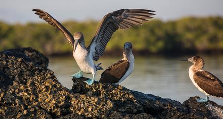 Galápagos — South & East Islands aboard the Eden