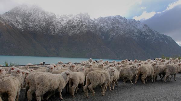 There’s no creature more emblematic of New Zealand than the humble, utilitarian, and ubiquitous sheep.