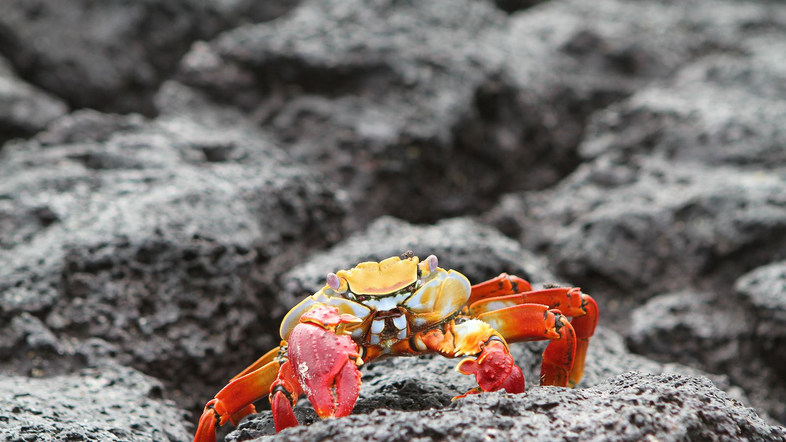 Lightfooted crab on the rocky shore in the Galapagos