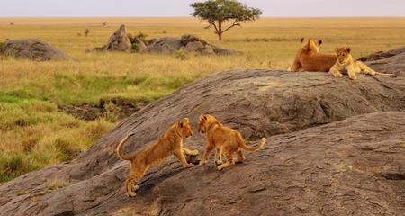 East Africa Overland: Serengeti & Safari Drives