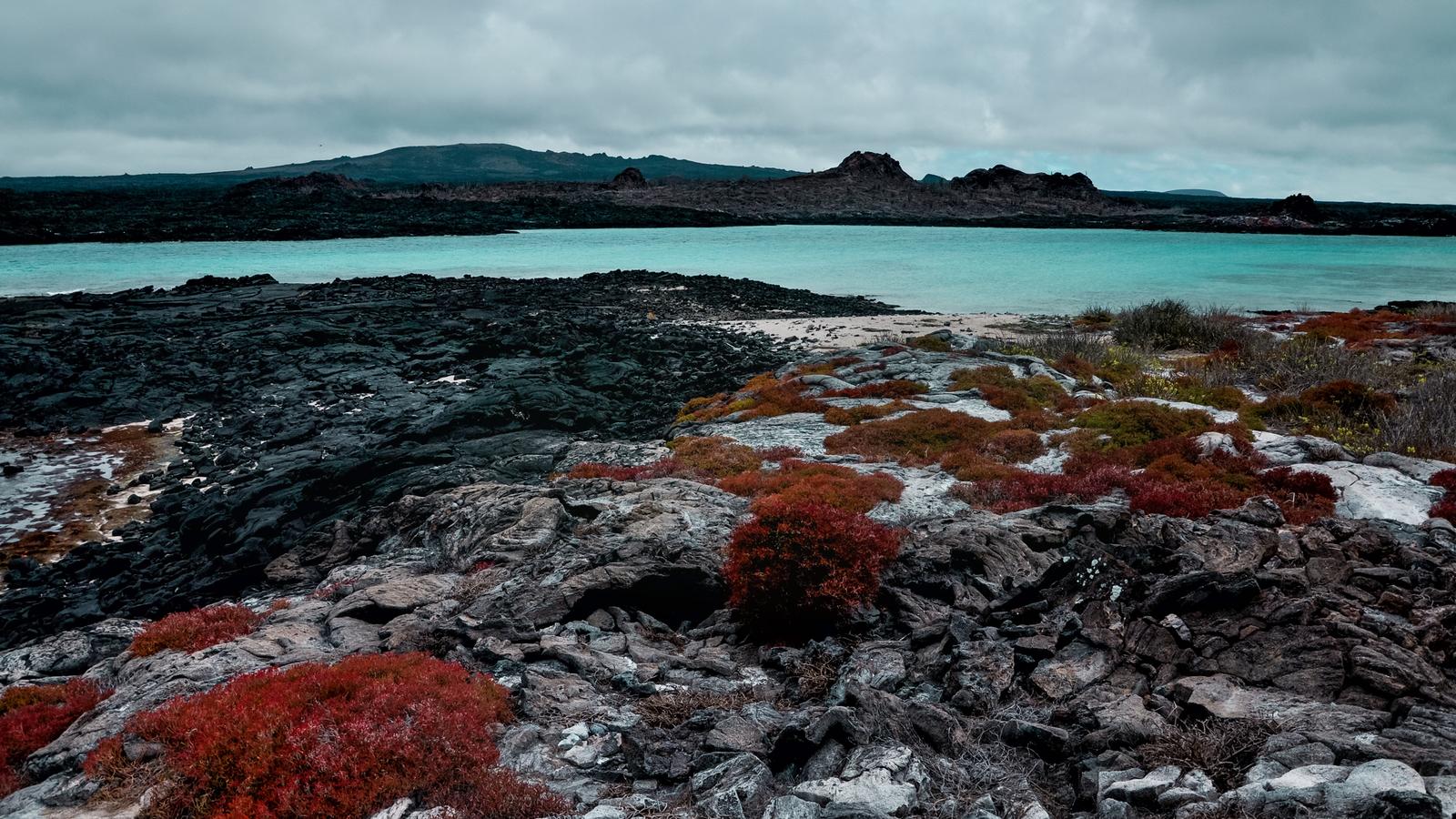 Shrubs growing out of the volcanic rocks in the Galapagos