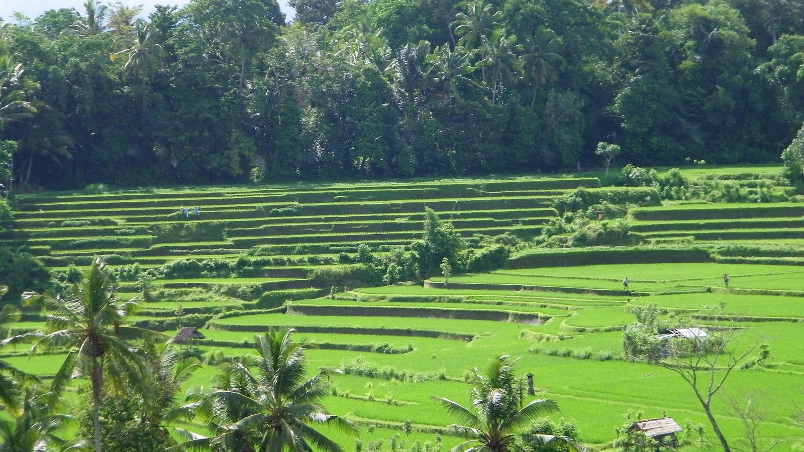 Indonesia: Jakarta, Bali & Lombok