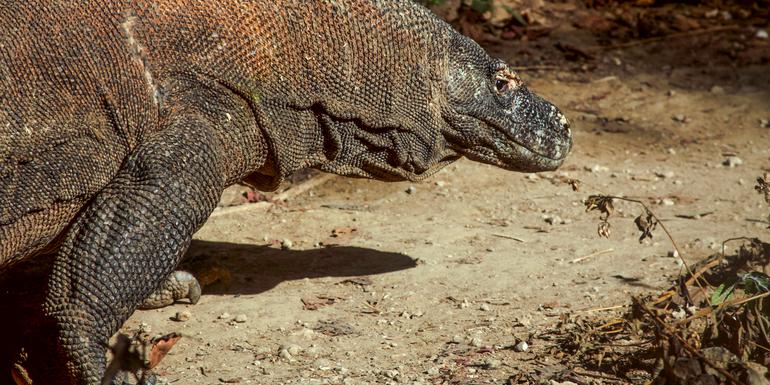 Bali, Flores & Komodo Explorer