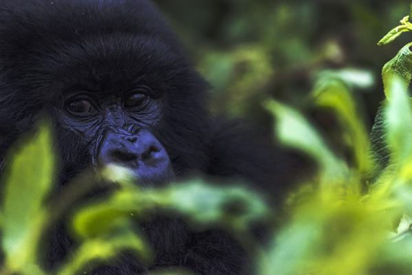 Gorilla conservation efforts in Rwanda owe the renowned primatologist a debt of gratitude