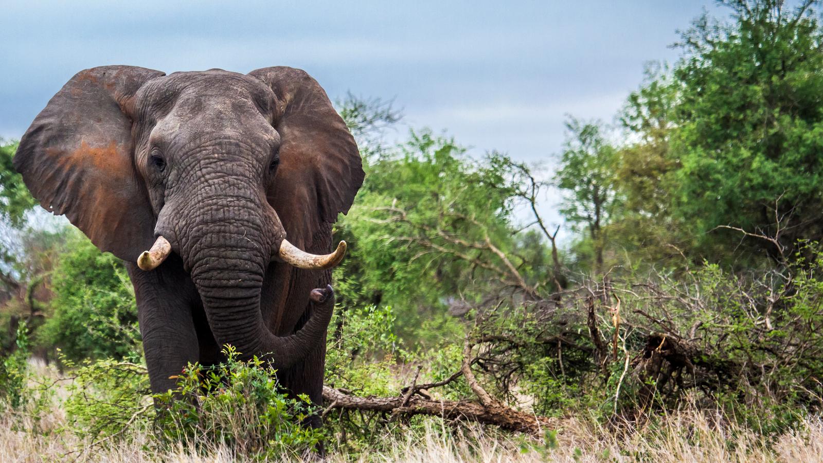 Journeys: Discover Kruger & Namibia