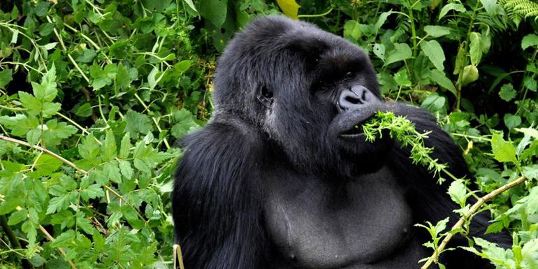 Journeys: Legendäre Tierwelt in Ruanda und Kenia