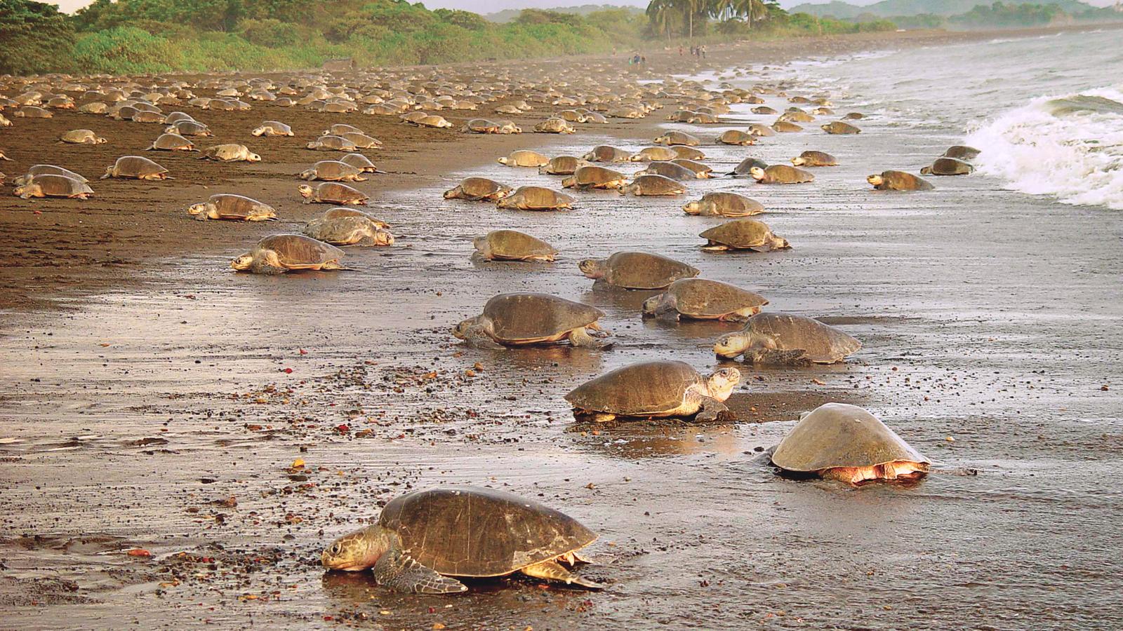Thousands of sea turtles come ashore to lay their eggs