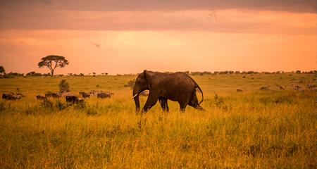 Serengeti Safari & Zanzibar