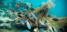 Galapagos Central, East & South Islands aboard the Xavier III