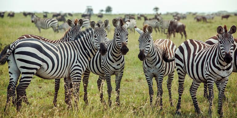 Southern Africa Encompassed: Bush Camps & Wildlife Spotting