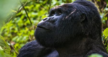 Uganda Overland: Gorillas & Chimps