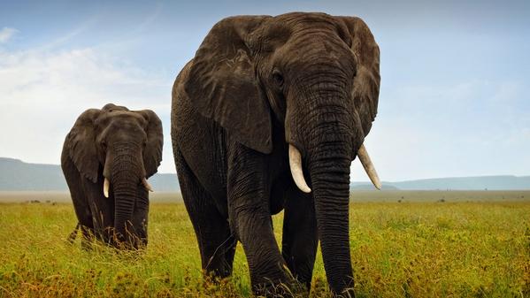 two elephants walking, Tanzania