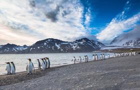 Meet the Falkland Islands: a wild South Atlantic haven where penguins, seals, albatrosses and whales seriously outnumber people
