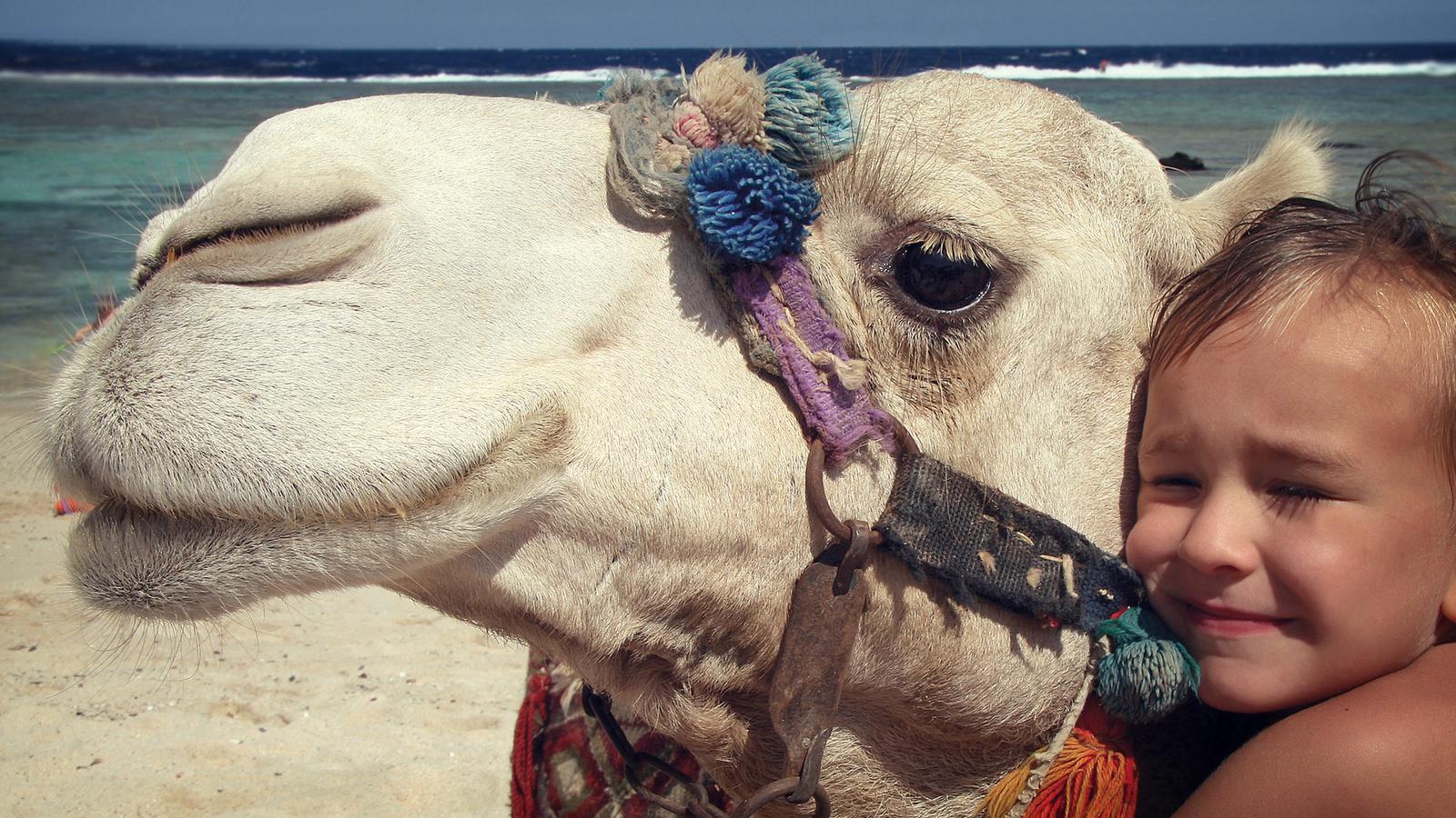 Young child hugging her new friend, a camel, in Egypt