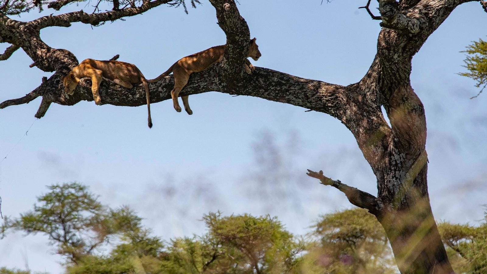 Nairobi to Cape Town Overland Safari & Participation Camping