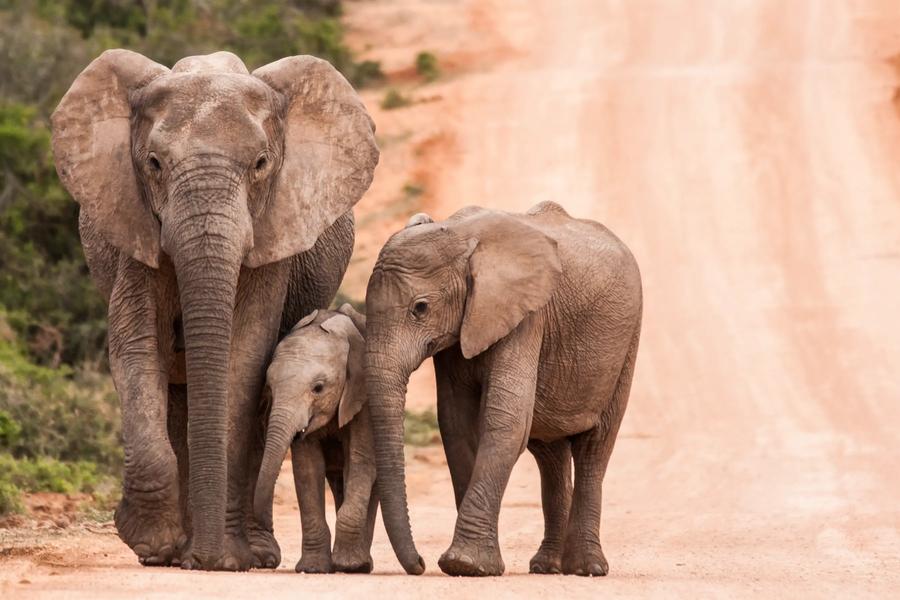 Visit the world’s second-tallest waterfall or hang out with meerkats, lions, and elephants in these South African national parks