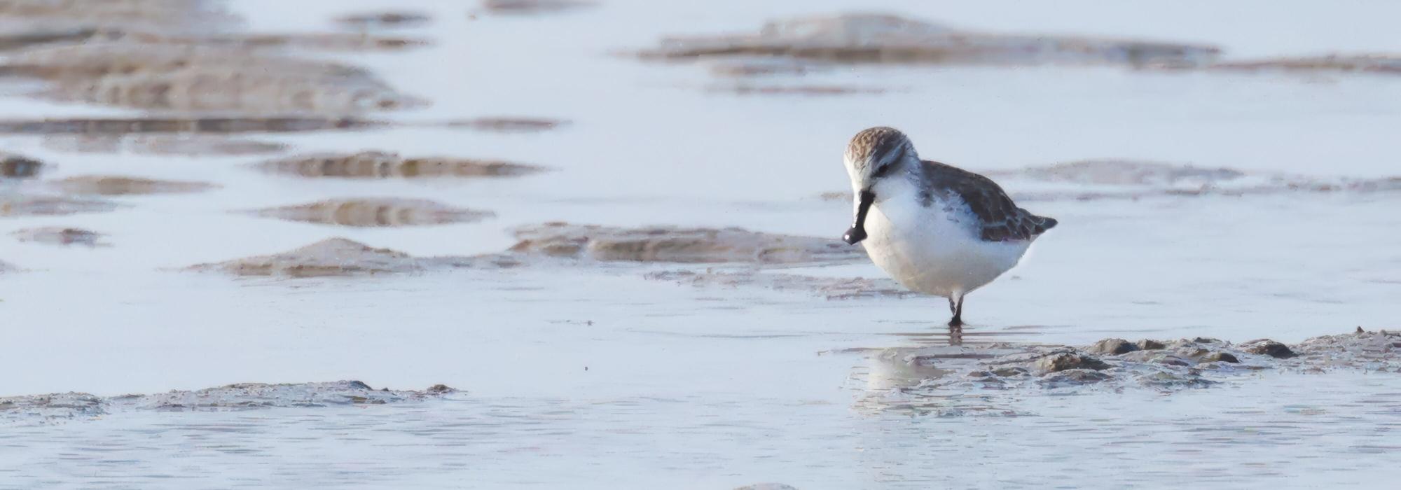 Here's how one expert is helping save migratory shorebirds in the Yellow Sea