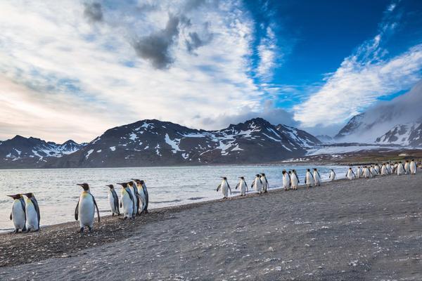 Meet the Falkland Islands: a wild South Atlantic haven where penguins, seals, albatrosses and whales seriously outnumber people