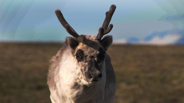 Dreaming of the Arctic but need a primer on what animals to expect to see? We review our top five animals of the Arctic here.