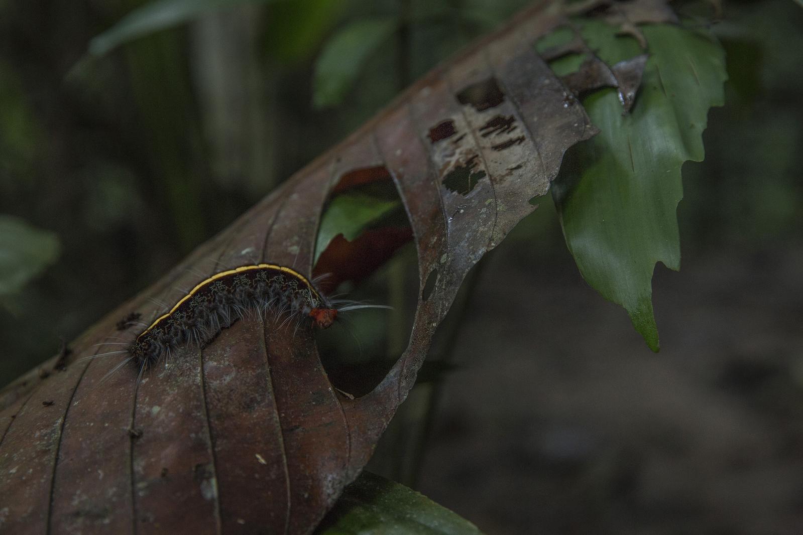 5 Of The Amazon s Coolest Plants G Adventures