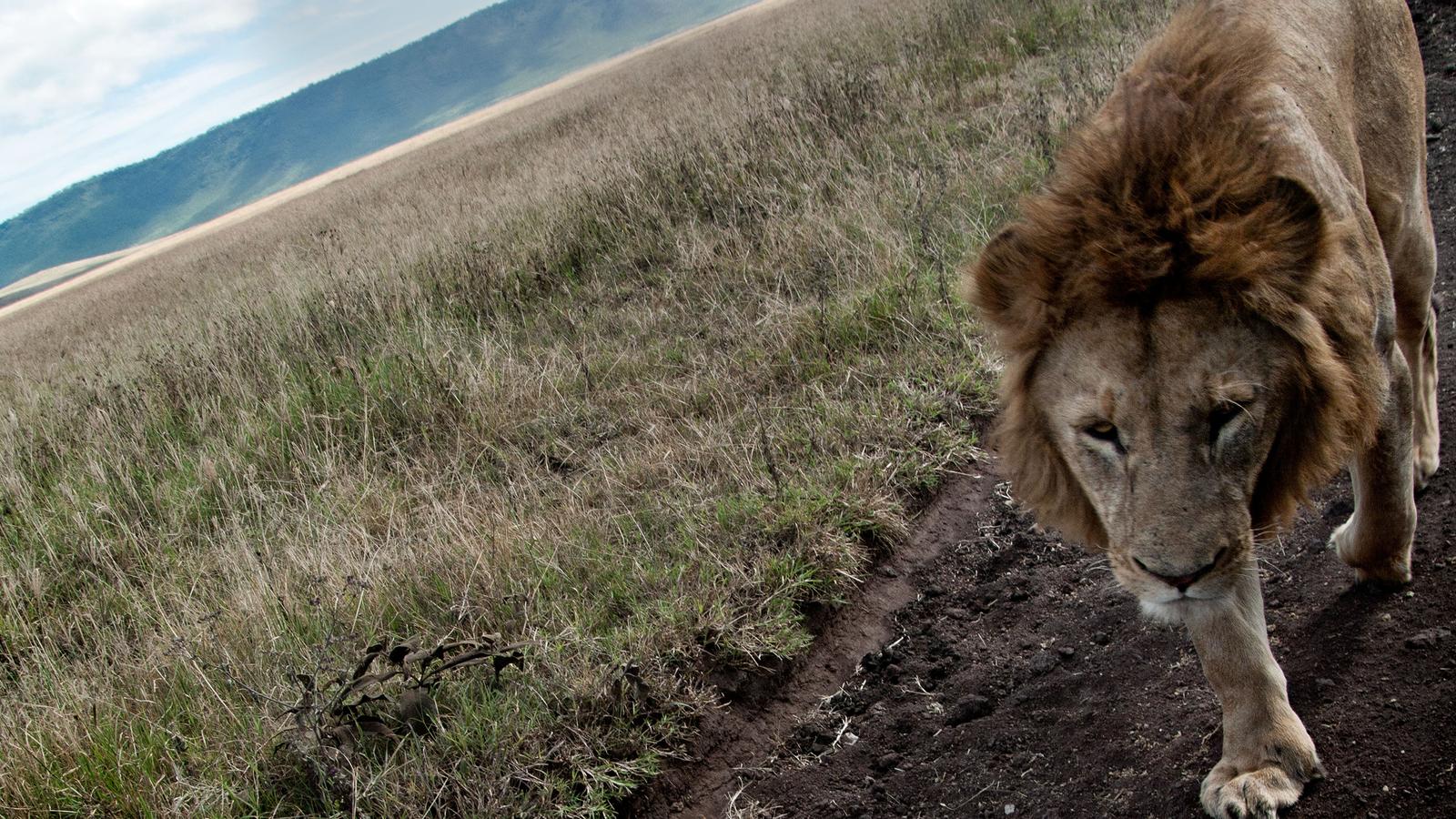 Tanzania to Zanzibar: White Sands & the Wilderness