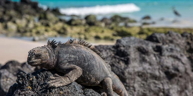 Galapagos - West and Central Islands aboard the Integrity