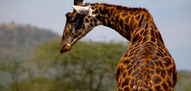 Giraffe on the plains.