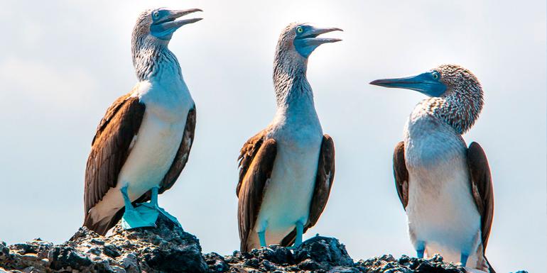 Galapagos - West and Central Islands aboard the Integrity (Cruise Only)