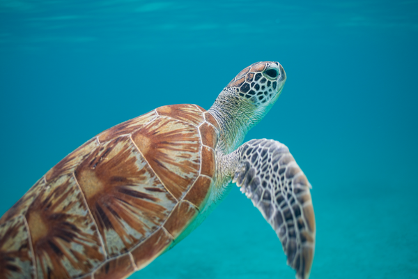 Dive into vibrant underwater worlds and discover remarkable marine creatures in these unforgettable snorkelling destinations