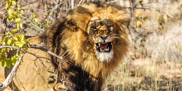 Kruger, Falls & Zimbabwe: Mineral Pools & National Parks tourhub | G Adventures | Kruger, Falls & Zimbabwe: Mineral Pools & National Parks