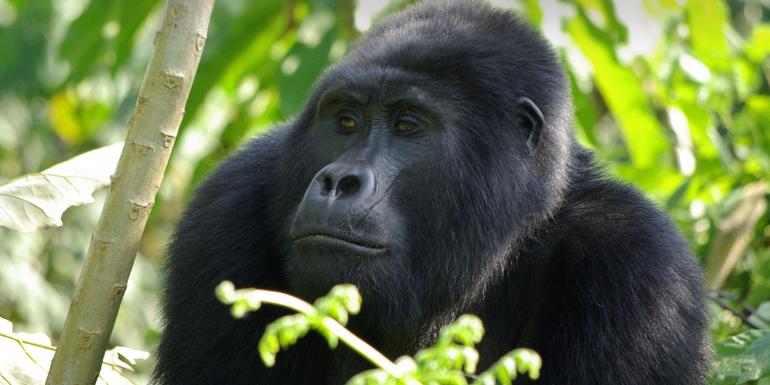 tourhub | G Adventures | Gorilla Trek Independent Adventure 