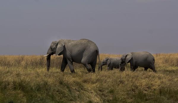 It might not have the name recognition of Kruger, but Selous is worthy of a visit