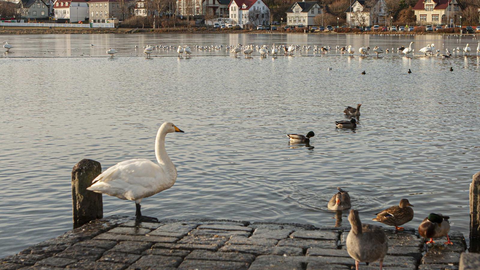 Waterside view of Reykjavik