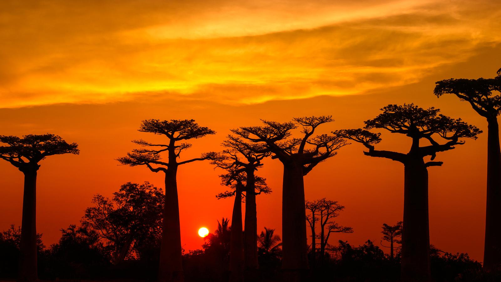 madagascar baobab tsingy explorer