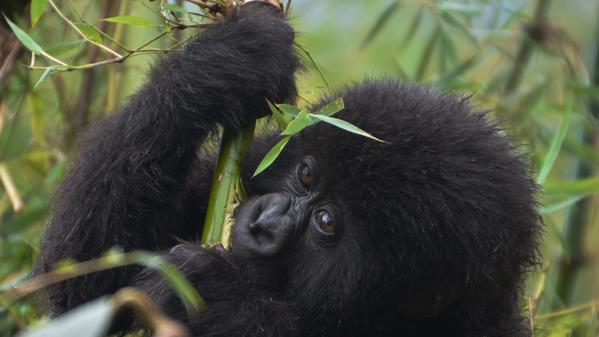 Travel blogger Cailin O’Neil tests her endurance on a trek to see the mountain gorillas in Rwanda. Fair warning: Cute baby gorilla pictures ahead.